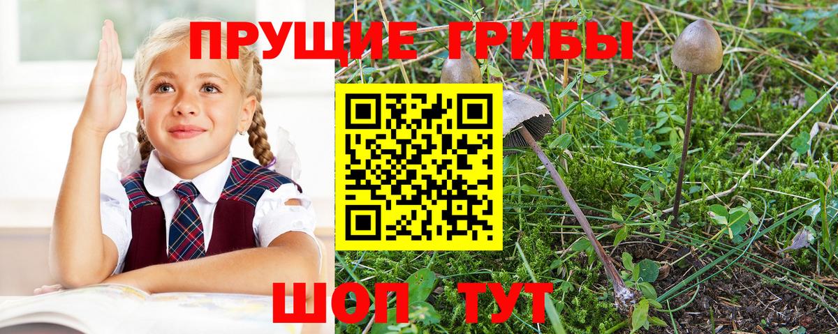 Галлюциногенные грибы мицелий  Вход с VPN  Псилоцибиновые грибы прущие грибы  Краснознаменск 